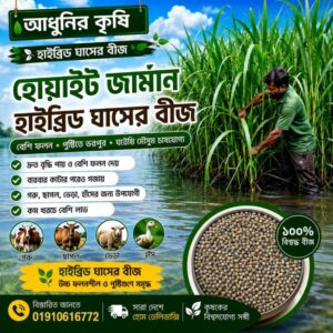 হোয়াইট জার্মান ঘাসের বীজ ২ কেজি ১৪০০