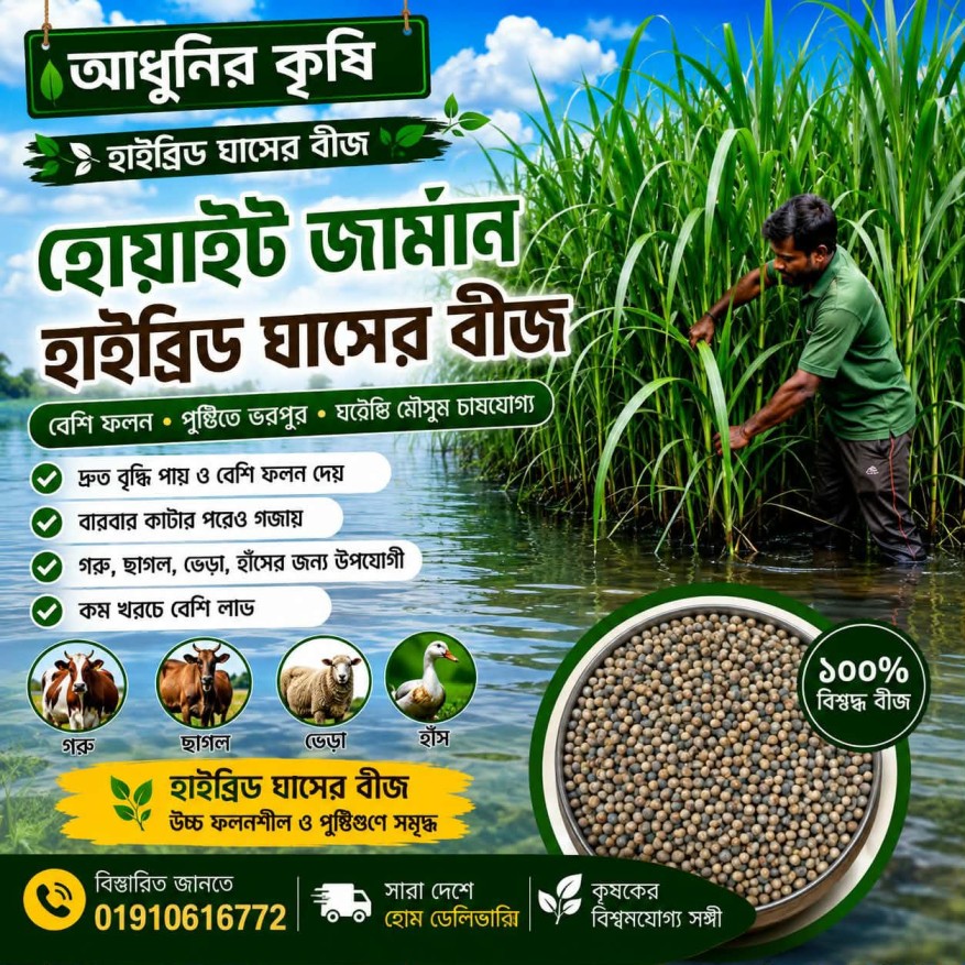 হোয়াইট জার্মান ঘাসের বীজ ১ কেজি